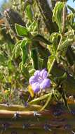 صورة Ruellia californica (Rose) I. M. Johnston