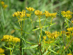 Image of narrowleaf yellowtops