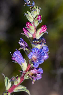 صورة Lobostemon argenteus (Berg.) Buek