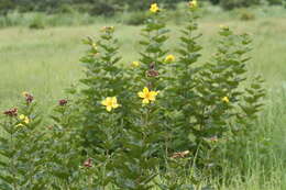 Imagem de Cochlospermum planchonii Hook. fil. ex Planch.