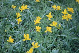 Image of Tulipa sylvestris subsp. sylvestris