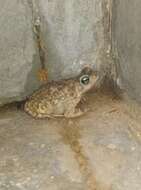 Image of Günther’s toad or rock toad