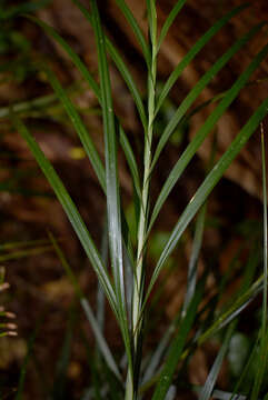 Sivun Exocarya sclerioides (F. Muell.) Benth. kuva