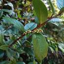 Image de Gaultheria nubigena (R. Phil.) B. L. Burtt & Sleum.