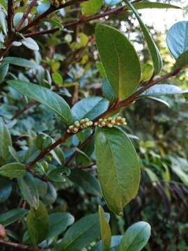 Sivun Gaultheria nubigena (R. Phil.) B. L. Burtt & Sleum. kuva