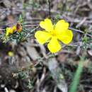 Image of Hibbertia devitata Toelken