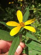 Image of Pale-Leaf Woodland Sunflower