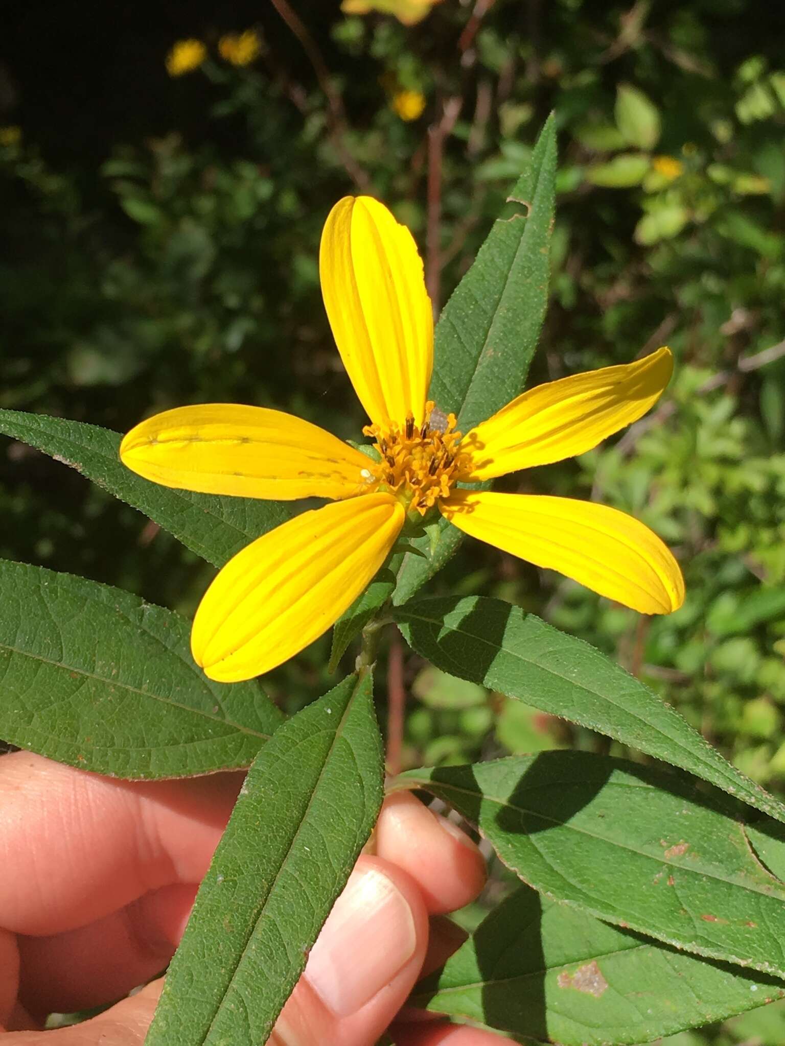 Imagem de Helianthus strumosus L.