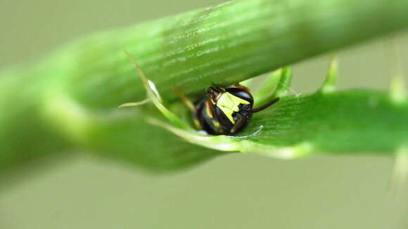 Image of Hylaeus confluens (Smith 1853)