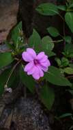 Image of Broad-petaled Balsam