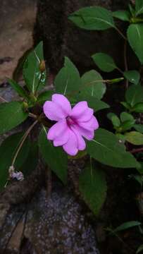 Image of Broad-petaled Balsam