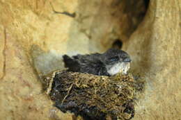 Image of Mossy-nest Swiftlet