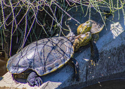 Image of Yaqui Slider