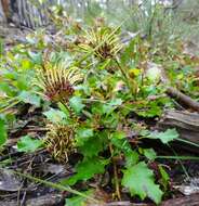 Image of Grevillea bedggoodiana J. H. Willis ex Mc Gill.