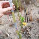 Plancia ëd Oenothera stucchii Soldano