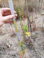 Oenothera stucchii Soldano resmi