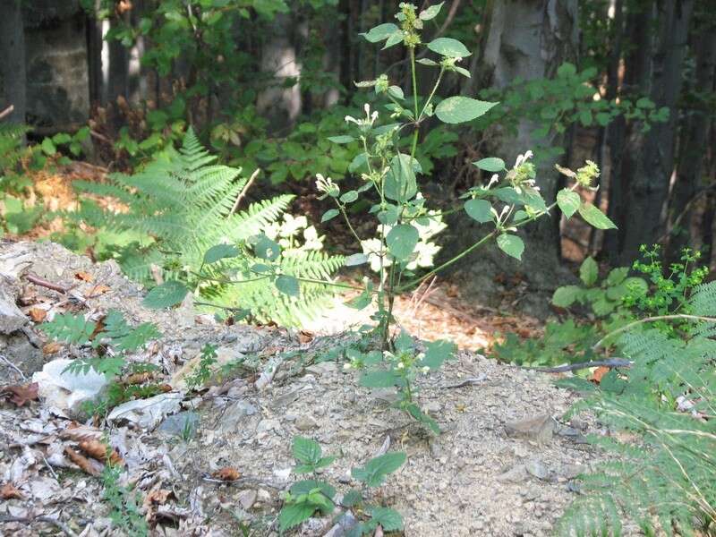 Image of Edmonton hempnettle