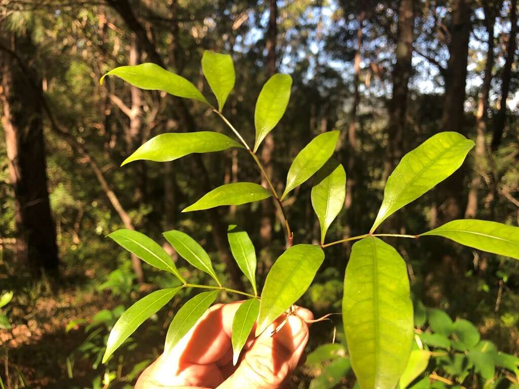 Sarcopteryx stipata (F. Müll.) Radlk.的圖片