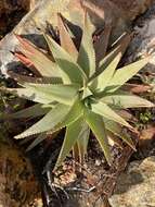 صورة Aloe succotrina Weston