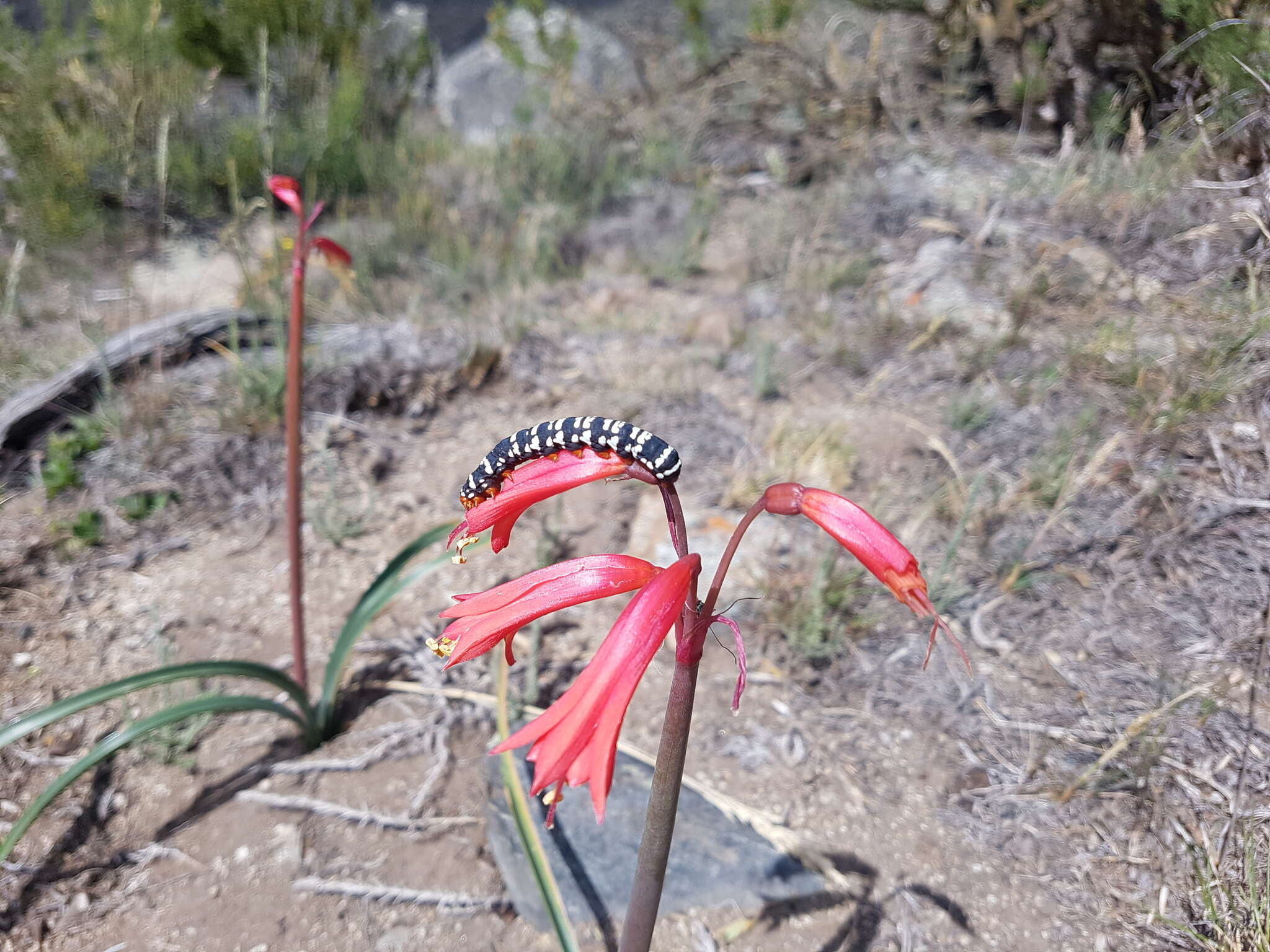 Image of Habranthus gracilifolius Herb.