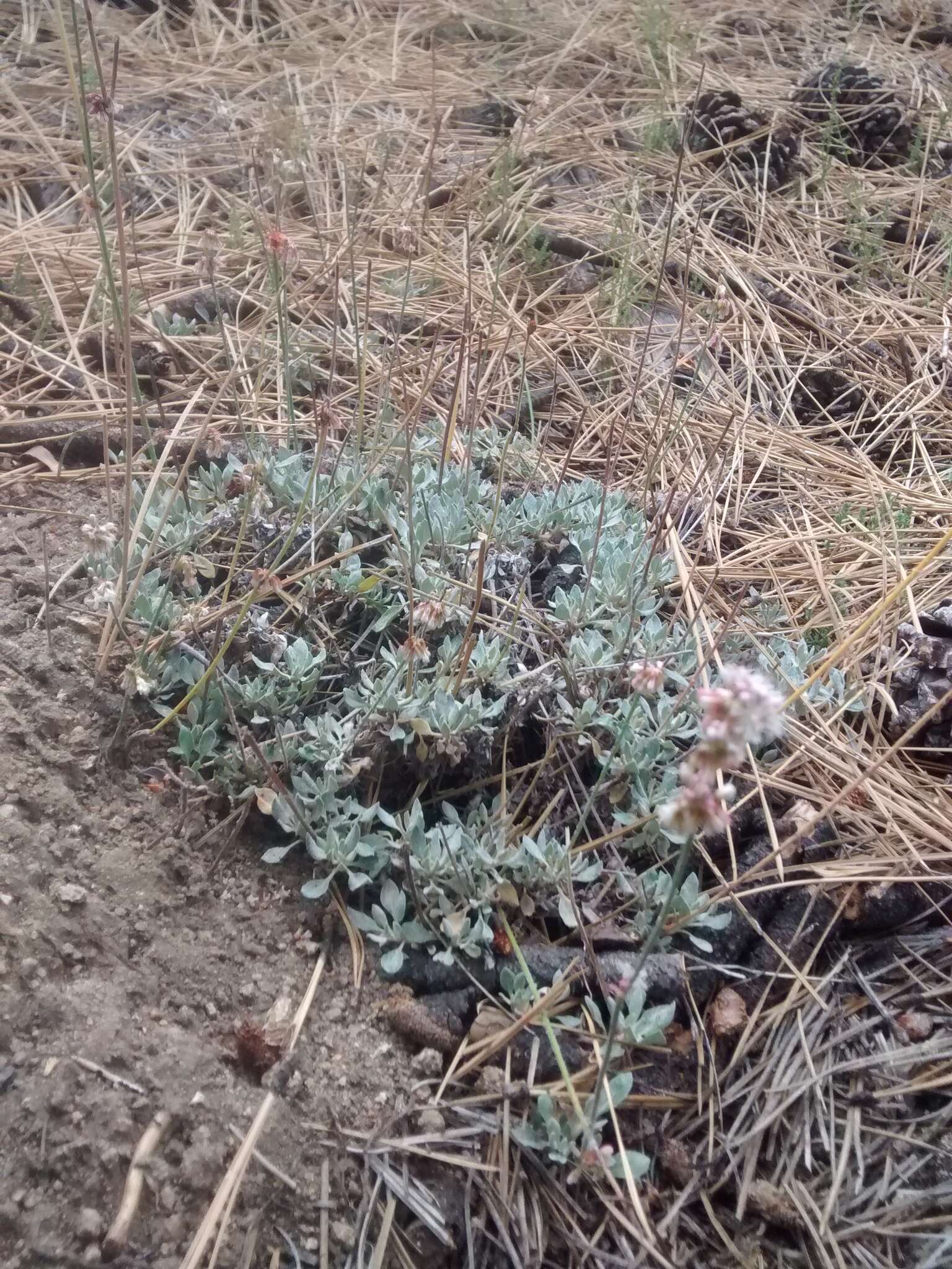 Image of Eriogonum wrightii var. oresbium J. L. Reveal