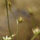 Image of Juncus sphaerocarpus Nees