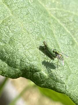 Image of Bog Leafhopper