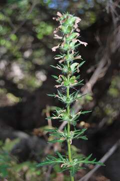 Imagem de Pedicularis anthemifolia subsp. elatior (Regel) Tsoong