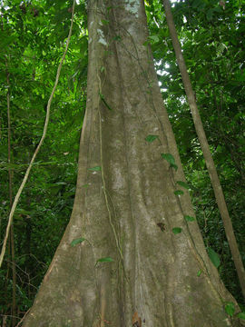 Image of <i>Ampelocera macrocarpa</i> E. Forero & A. H. Gentry