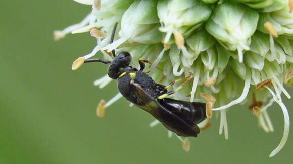 Hylaeus confluens (Smith 1853) resmi