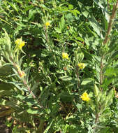 Imagem de Oenothera biennis L.