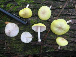 Image of Pluteus chrysaegis (Berk. & Broome) Petch 1912