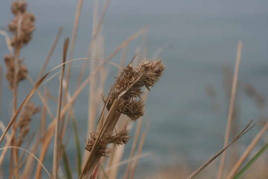 Image of citronella grass