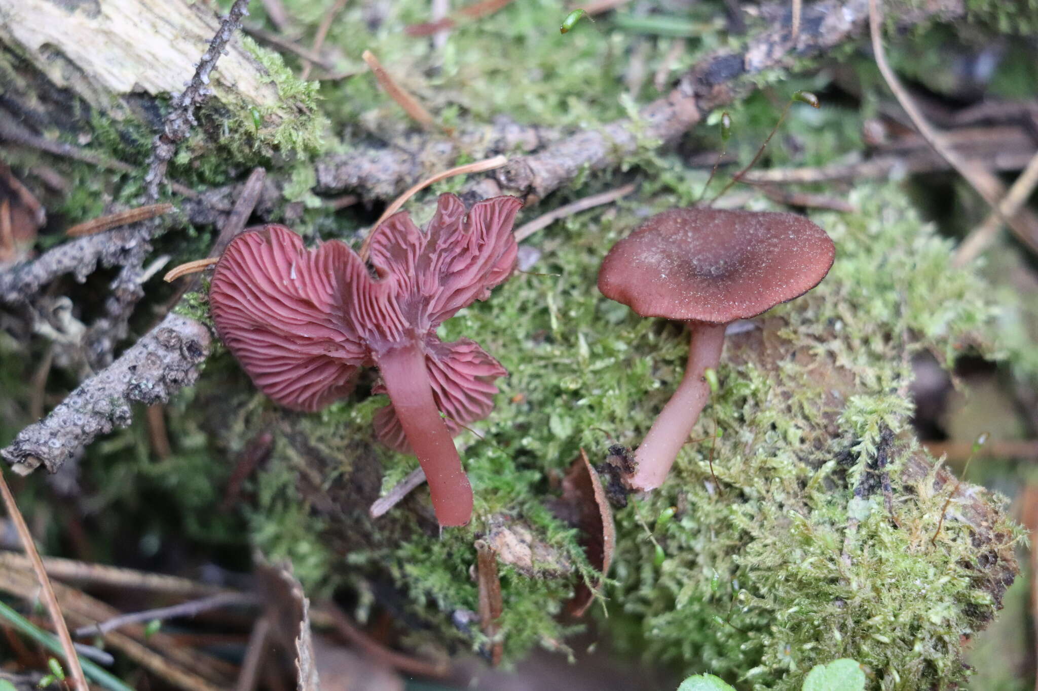 Image of Arrhenia discorosea (Pilát) Zvyagina, A. V. Alexandrova & Bulyonkova 2015