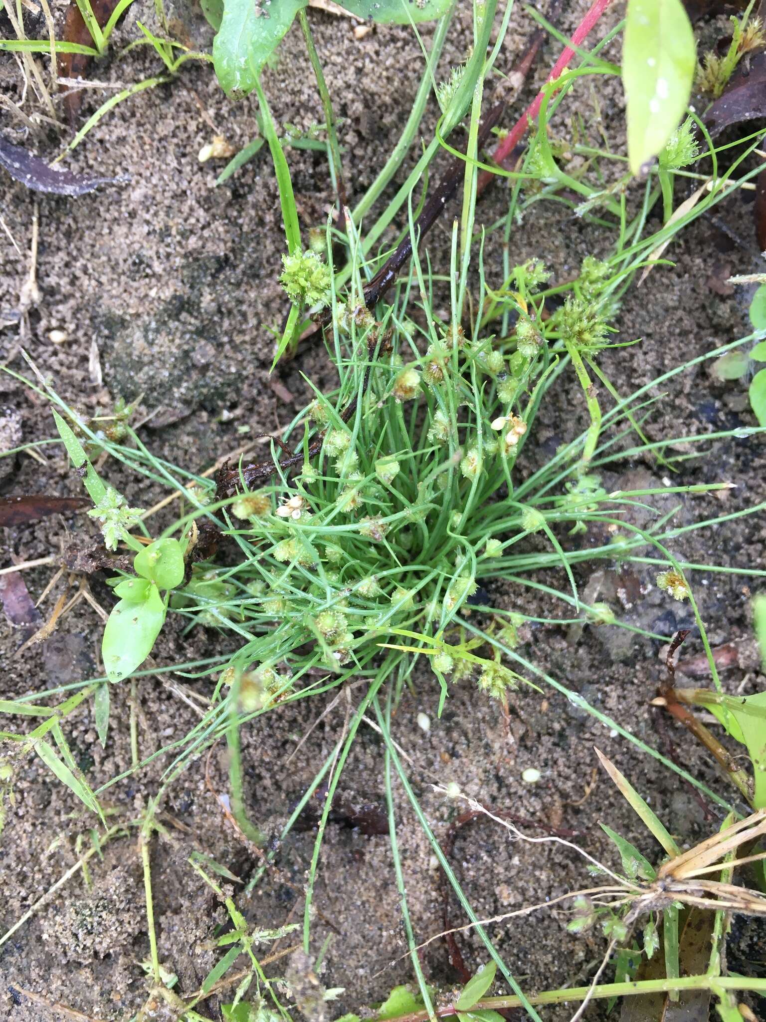 Image of Small-Flower Halfchaff Sedge