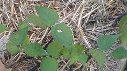 Image of kidney bean