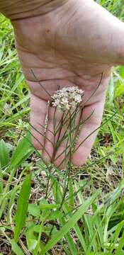 Image of Michaux's Milkweed