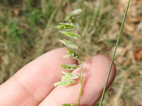 Image of threeflower melicgrass