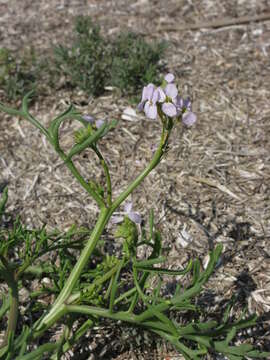 Image of Cakile maritima subsp. euxina (Pobed.) Nyár.