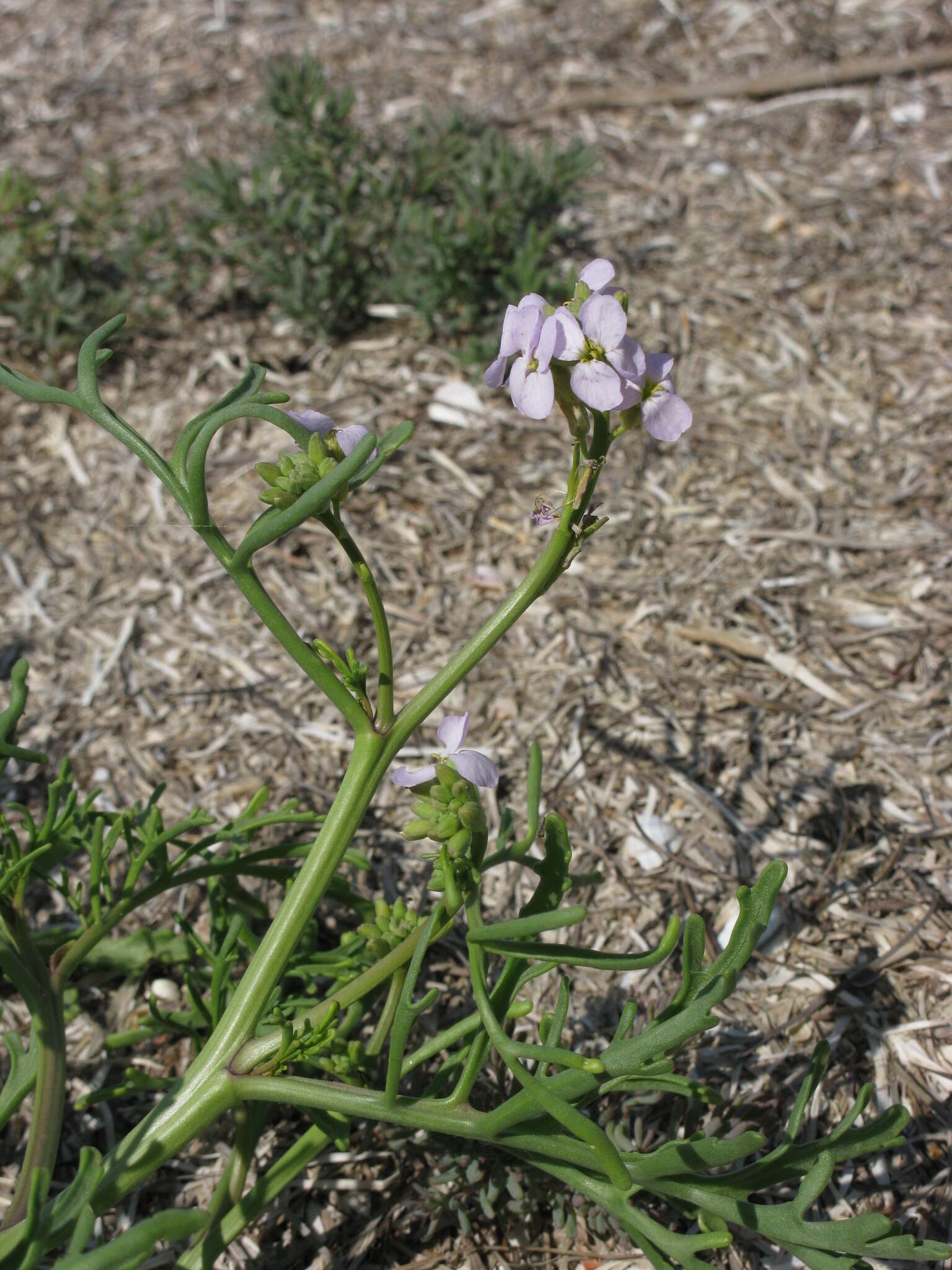 Image of Cakile maritima subsp. euxina (Pobed.) Nyár.
