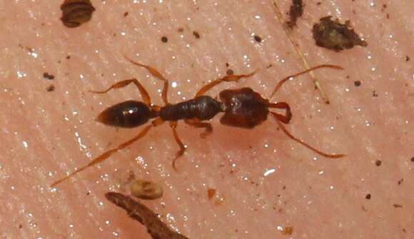 Image of Ant