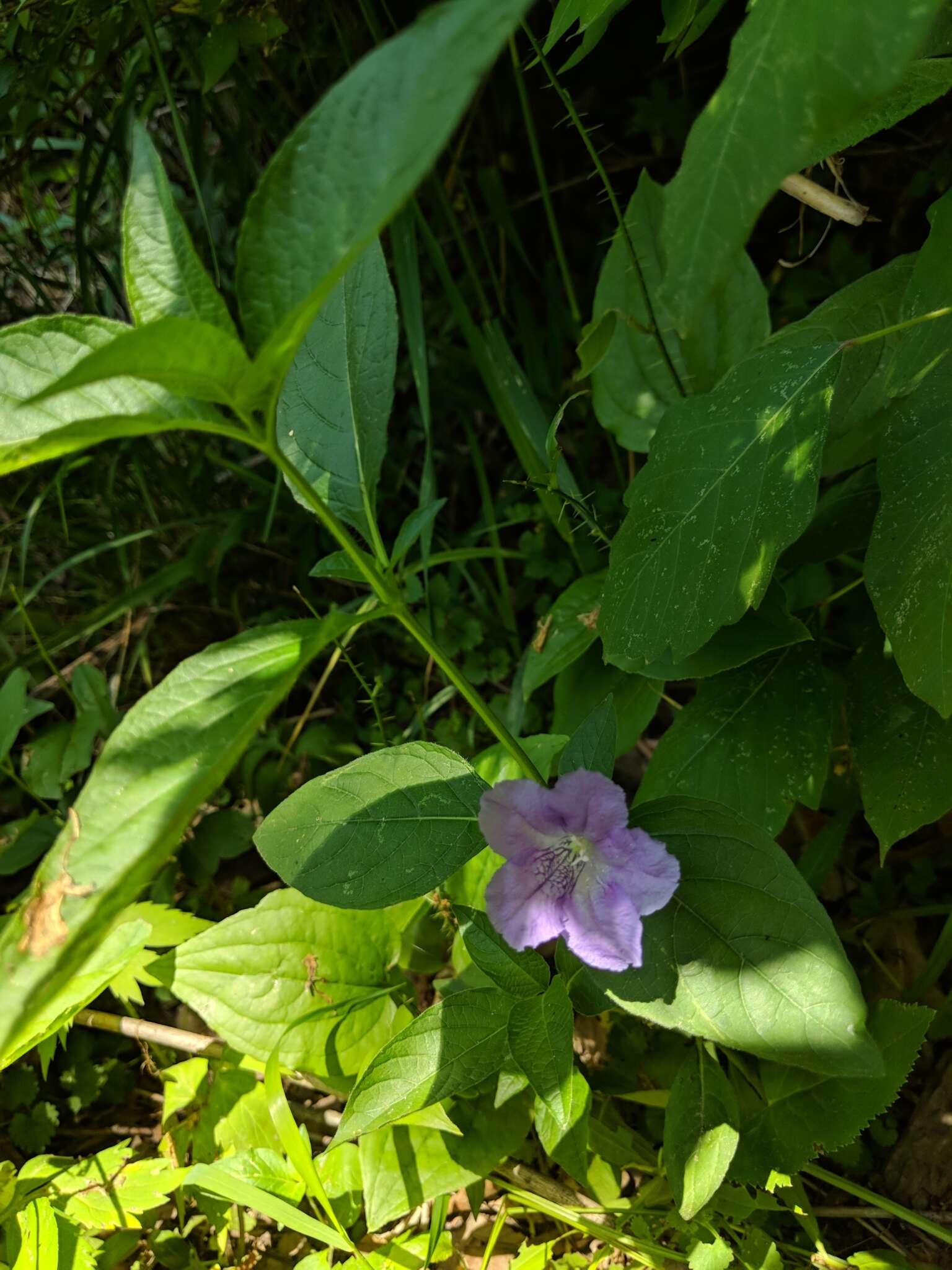 Image of limestone wild petunia