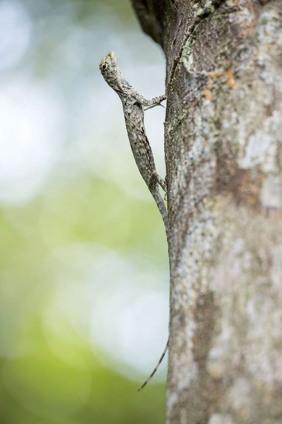 Sivun Draco sumatranus Schlegel 1844 kuva