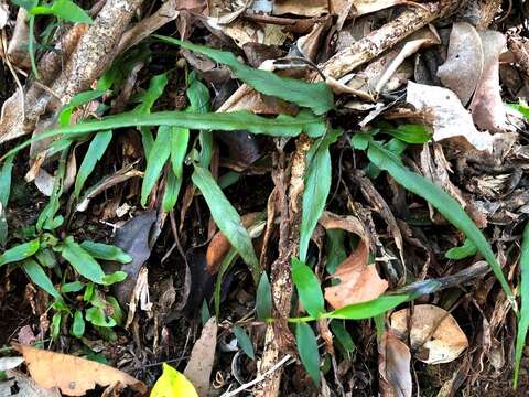 Image of Asplenium attenuatum R. Br.