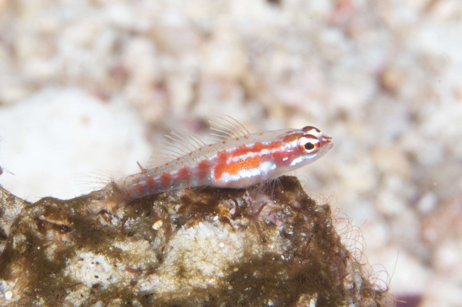 Image of Adorned dwarfgoby