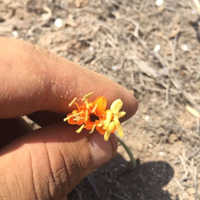 Image of Stenomesson flavum (Ruiz & Pav.) Herb.