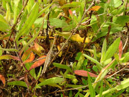 Truxalis nasuta (Linnaeus 1758) resmi