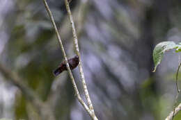 Слика од Nigrita bicolor (Hartlaub 1844)