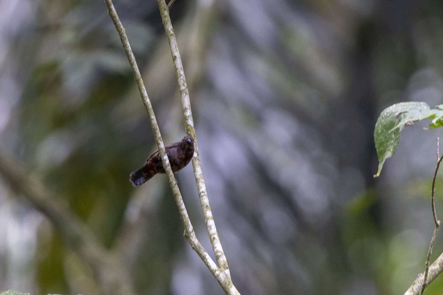 Image of Chestnut-breasted Negrofinch