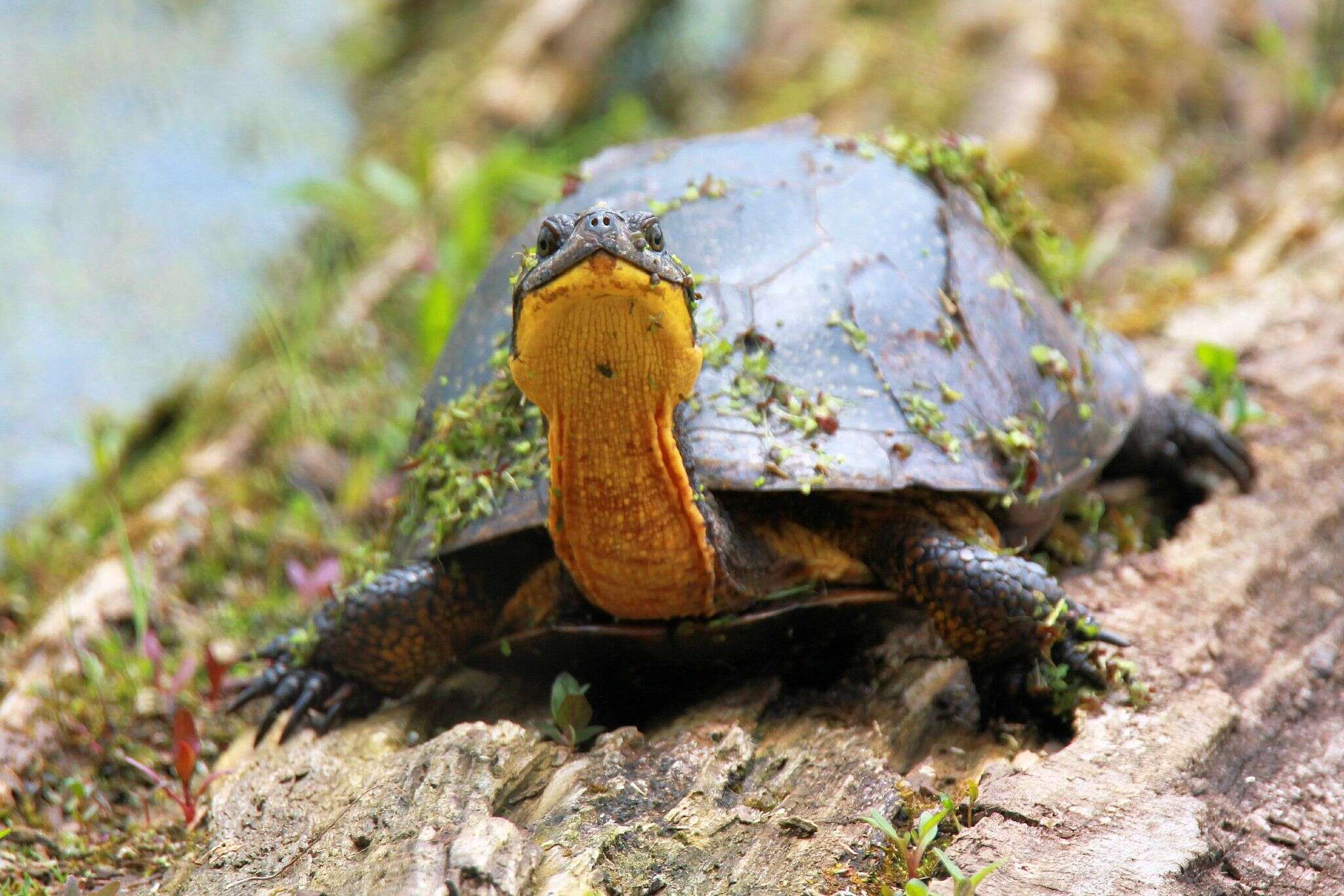 Image of Blanding's Turtle